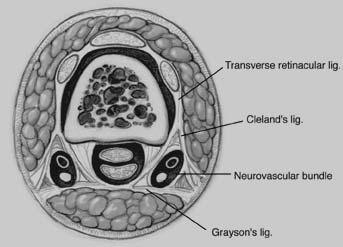 Transverse retinacular