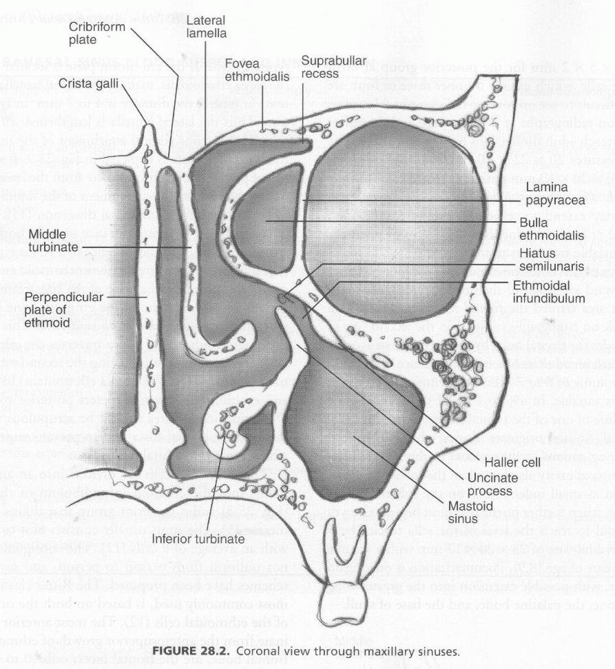 -maxillary vein (pterygoid plexus) -innervation: