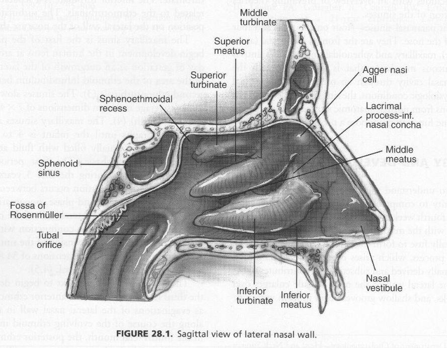 and sinuses retropharyngeal nodes (Rouviere) and