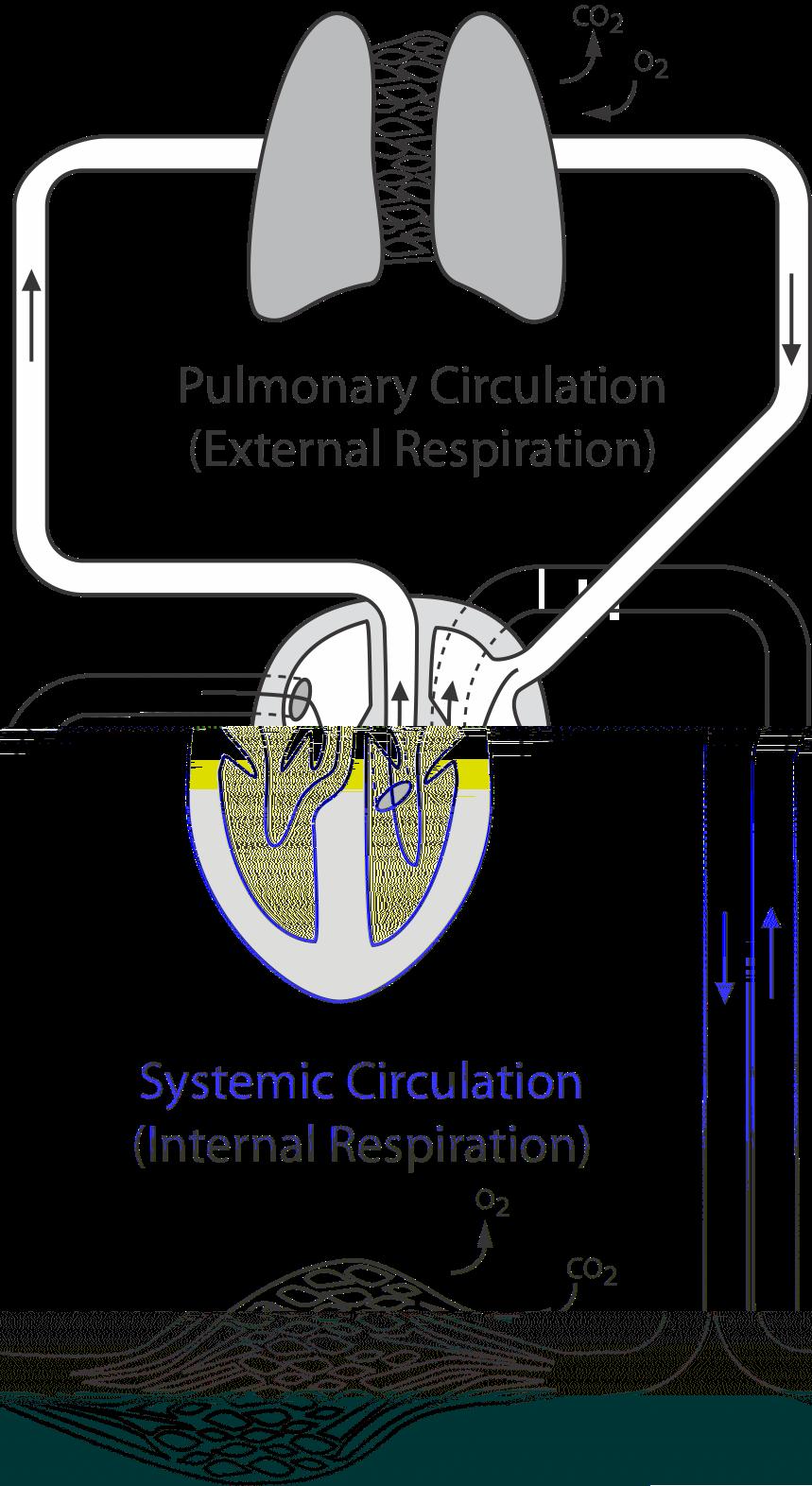 The Respiratory System If you have not done so already, please print and bring to class the
