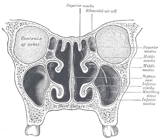 f. Maxilla Maxillary Sinus Palatine process of Maxilla