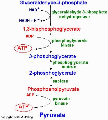 -Hexokinase (AR) Mild-severe -Glucose-6-isomerase (AR) Mod-severe -Phosphofructokinase (AR) Mild myopathy -Aldolase (AR)