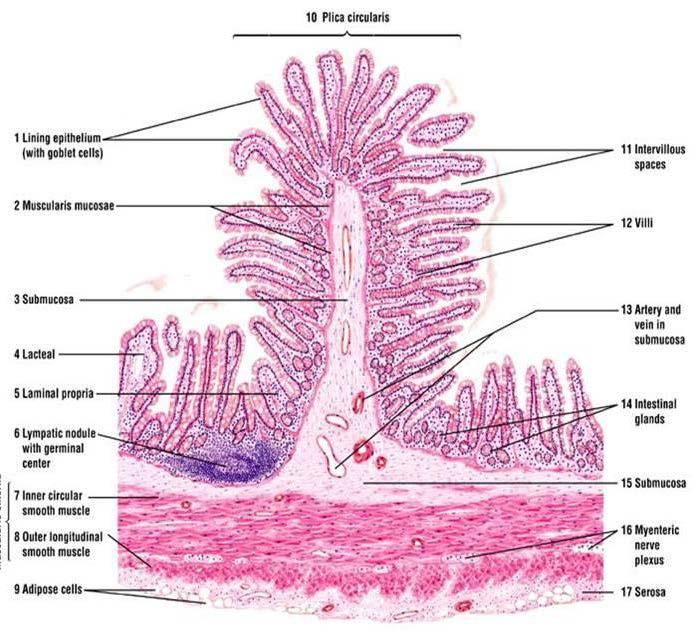Villi Columnar Epithelial Cells and Goblet Cells Lumen Muscularis Mucosa Villi