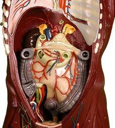 The diaphragm is a muscle that lies below the lungs that separates the thoracic cavity from the abdominal