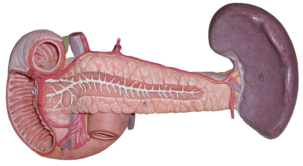 The duodenum receives the food first and receives bile (bile