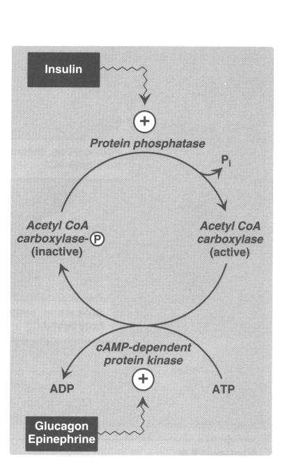 Regulation of Acetyl-CoA carboxylase activity through hormone mediated phosphorylation Glucagon and epinephrine promote