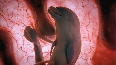 Born to Breed Baby dolphins (called calves) have what it takes to survive. The calf will nurse from 11 months to 2 years.