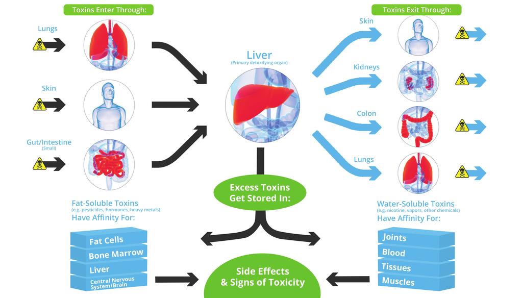 The Importance of Liver