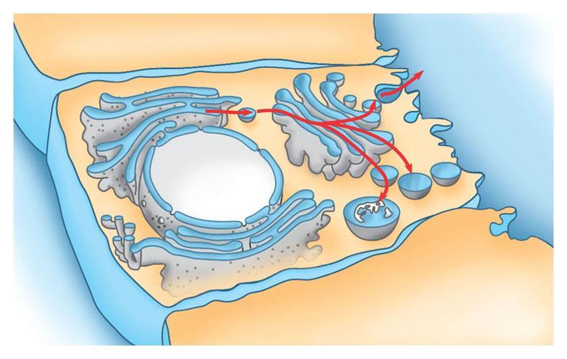 The various organelles of the endomembrane system are interconnected structurally and functionally A review of the endomembrane system Rough ER Transport