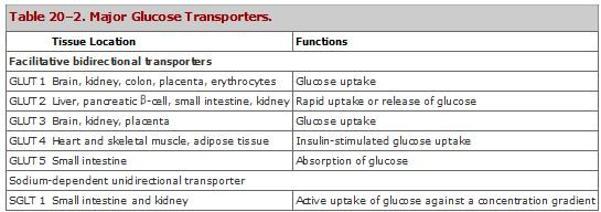 Liver cells are freely permeable to glucose (via the GLUT 2 transporter), whereas cells of extrahepatic tissues (apart from pancreatic -islets) are relatively
