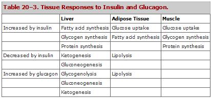 Epinephrine and norepinephrine block the release of insulin. Glucagon opposes the actions of Insulin.