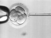 The embryos are usually transferred between the third and the fifth day after aspiration.