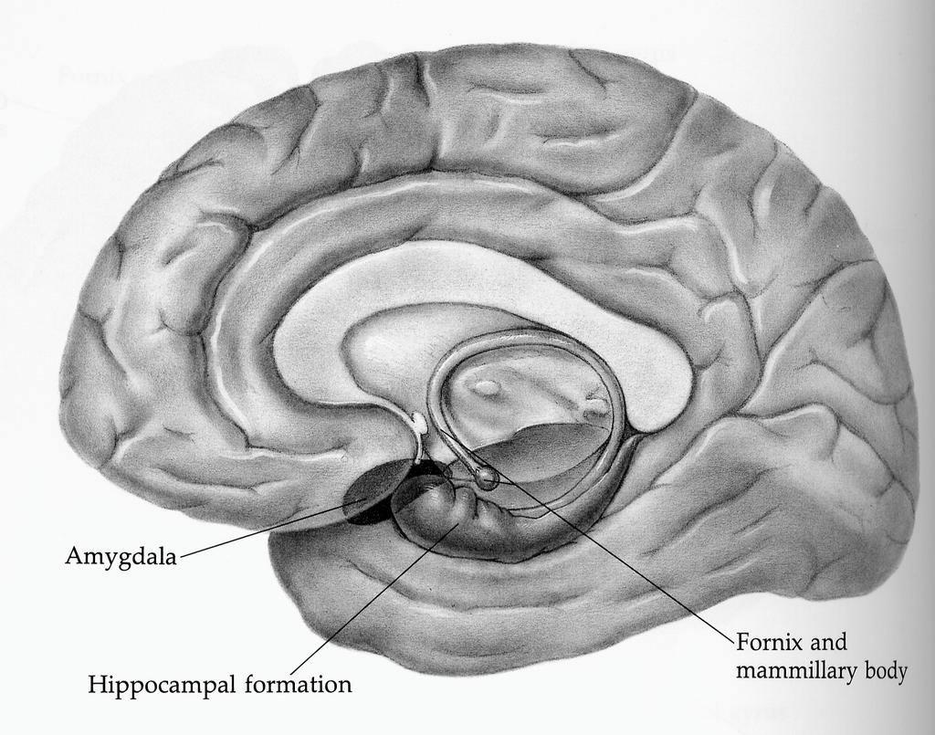 The medial temporal lobe: