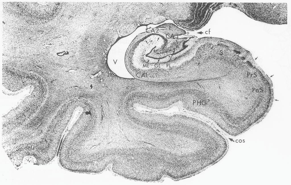 The hippocampal formation in