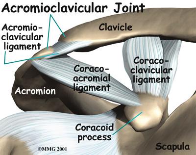 is called the acromion. The joint where the acromion and the clavicle join is the AC joint. Introduction Some joints in the body are more likely to develop problems from normal wear and tear.