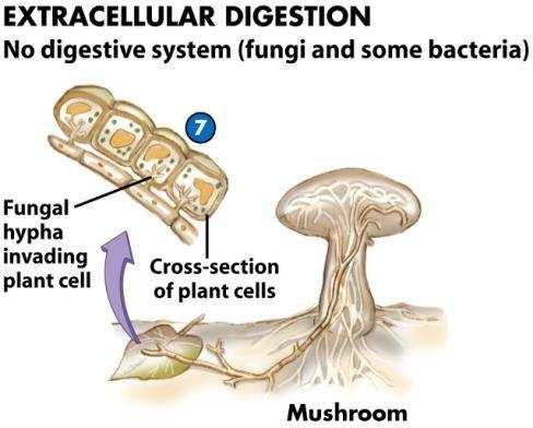 Extracellular digestion ( by fungi ) Fungi Sedentary