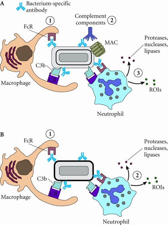 Immunity to extracellular bacteria by antibodies Immunity to intracellular bacteria by cell mediated immunity (CMI) Bacterial antigens present in the cytoplasm of infected host cell Processed via