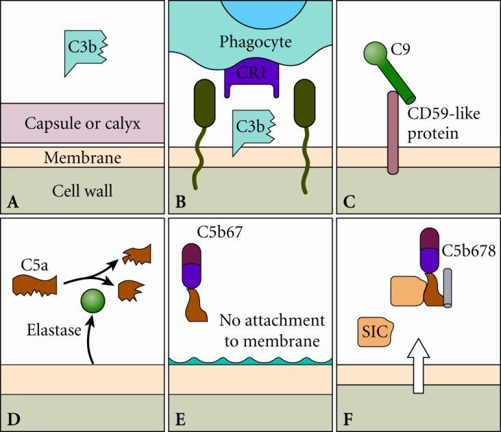 Bacteria Evade Complement mediated killing Prevent activated complement components from attaching to the bacterial cell wall or outer membrane Presence of capsule or calyx outside bacterial cell