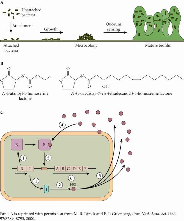 Biofilm Maturation Pathway Microbial Virulence Factors continued Yersina pestis Examples of Quorum