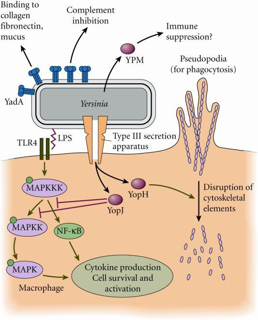 block inflammatory response and promote apoptosis of M!