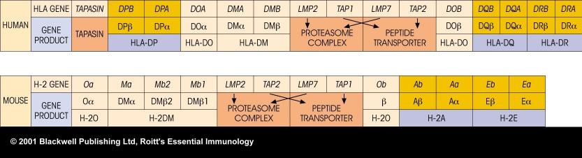 Class II genes Class III genes 1. Complement components (C2, C4) 2. Tumor necrosis factor (alpha, beta) 3. Heat shock proteins Figure 4.14 Figure 4.