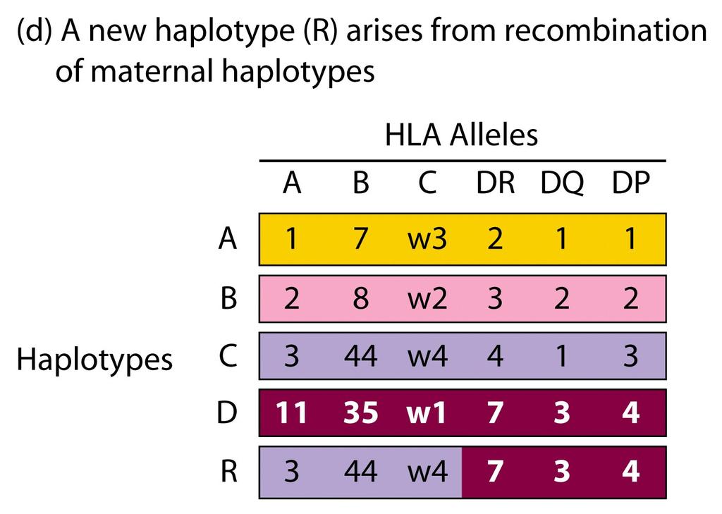 MHC- Polimorphism MHC loci are highly polymorphic presence of many alternative forms of the gene or allele in the population Inherited from mother and father New haplotypes are generated by
