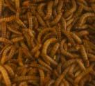 ) Coleoptera: Tenebrionidae