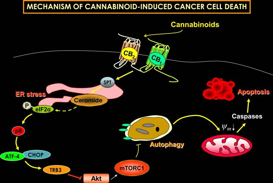 Figure 3 Mechanism of cannabinoid-induced cancer cell death.