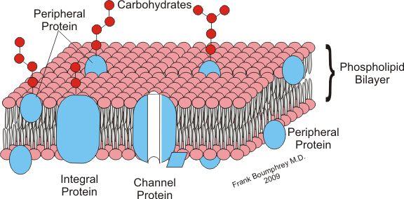 Membrane Structure Equal amounts--by weight-- lipid and protein molecules, with a small amount of carbohydrates The carbohydrate component May be attached to the protein component and