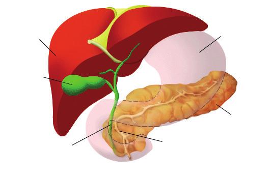What is the pancreas? The pancreas is part of the digestive system. It lies in the upper half of the abdomen behind the stomach and in front of the spine.