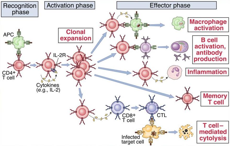 What happens when a naïve T cell is activated?