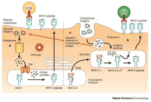 Summary II Naïve T cells require 2 signals to be activated: 1 - TCR 2 - CD28 (costimulation) Signal 1 in the absence of signal 2 leads to anergy Anergic T cells are unresponsive to