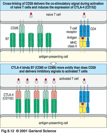CD28 and CTLA-4 T-cell activation through TCR and CD28 leads to surface expression of CTLA4 CTLA-4, also expressed by T
