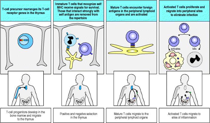 Figure 8: The development of T cells. Most of the T-cell development occurs in the microenvironments of Thymus.