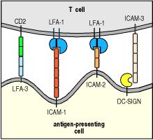 Figure 13: Adhesion molecules involved in leukocyte interactions Members of the Ig superfamily act as adhesion molecules which are important for T-cell activation intracellular adhesion molecules