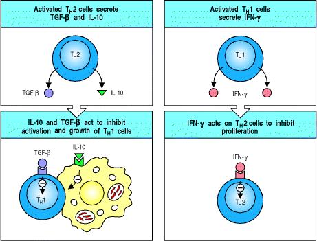 Figure 19: The two subsets of CD4 T cells each produce cytokines that can negatively regulate the other subset. There is a regulation by some sort of mutual exclusion.