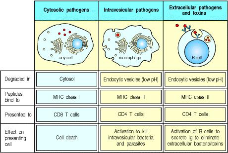Figure 4: Pathogens and their products can be found in either the cytosolic or the vesicular compartment of cells Cell mediated immunity primarily may have evolved to mount effective response against