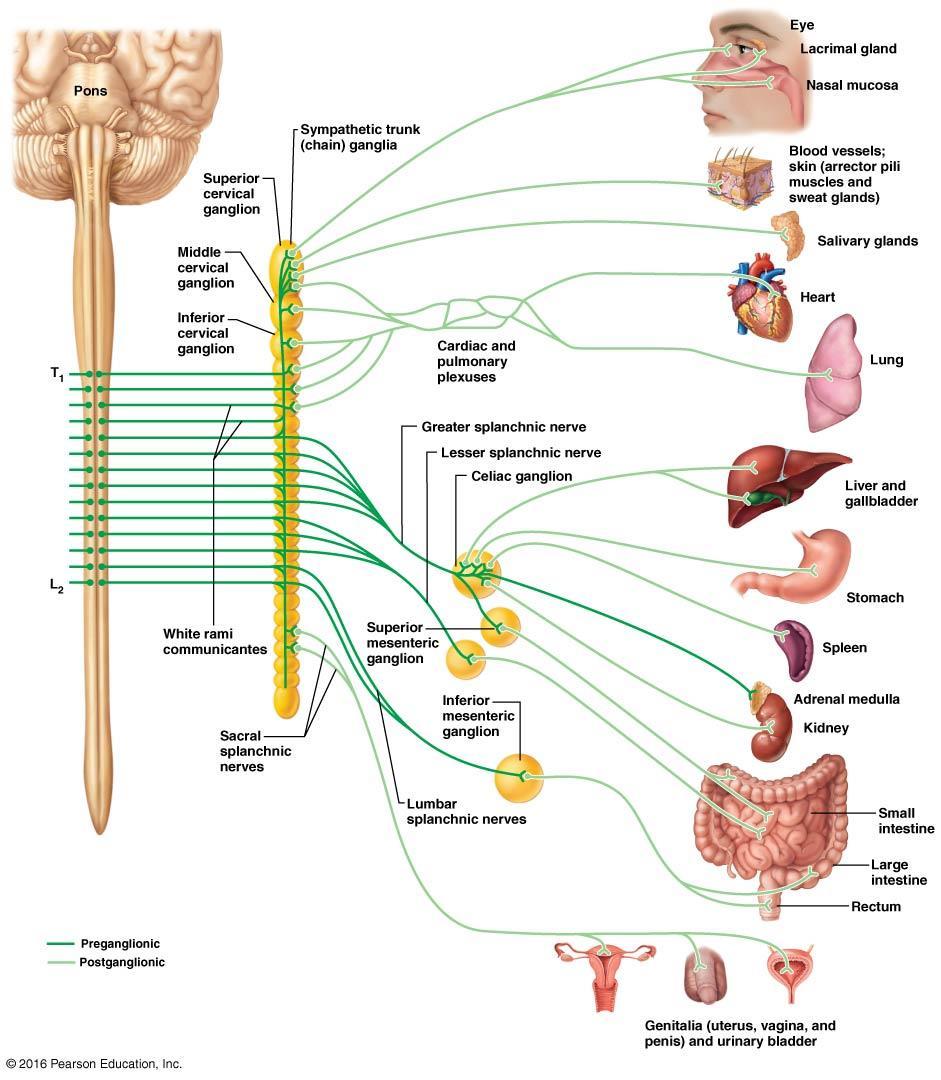 Sympathetic Nervous System Short preganglionic fibers. Long postganglionic fibers.