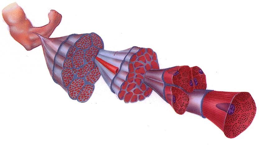 Skeletal muscle consists of bundles of long, multinucleated cells. Skeletal muscle is involved most prominently in the movement of limbs but is also responsible for movement of the eyes.