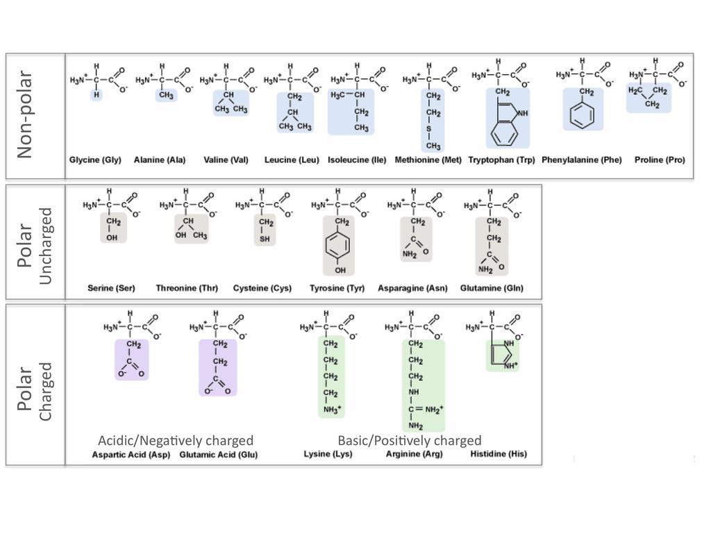 Name PROTEIN STRUCTURE BASICS Each protein has the following three levels of protein structure: Primary structure Lists the amino acids that make up a protein s sequence, but does not describe its