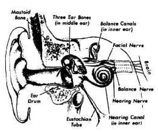 External Ear The external ear consists of visible portion of the ear (auricle) and the external ear canal. These structures collect sound waves and transmit them to the eardrum.