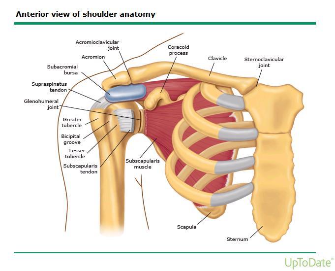 Impingement Movement of the shoulder can compress surrounding structures
