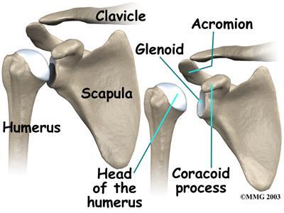Anatomy 3 bones: Scapula Clavicle Humerus 3 joints: Acromioclavicular