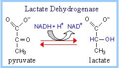 Lactic acid dehydrogenase (LDH) is present in almost all of the tissues in