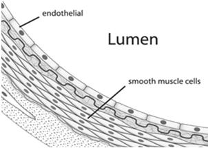 The endothelium is the thin layer of cells forming an interface between