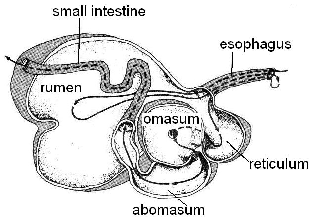 7. Diagram 7 (a) shows an animal stomach. Rajah 7 (a) menunjukkan perut sejenis haiwan. Diagram 7(a) Rajah 7 (a) (a) (i) Identify the type of this animal and give two examples of this type of animal.