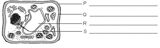 SECTION A BAHAGIAN A [60 marks] Diagram shows the structure of a leaf cell as seen under electron microscope. Rajah menunjukkan struktur sel daun dilihat di bawah mikroskop elektron.
