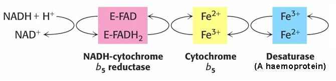 Mechanism of long-chain fatty acyl-coas desaturation The enzymatic systems that catalyse desaturation are located in the smooth endoplasmic reticulum of liver cells.