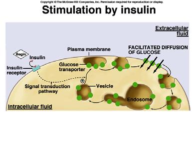 Insulin is produced by the Pancreatic islet