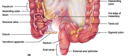 appendex and rectum 3-Appendices epiplolca(adipose structures